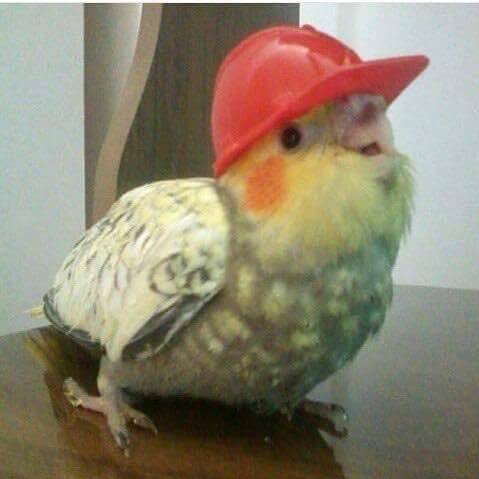 Jakub